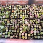 Nhà tài trợ đổi giấy lấy cây